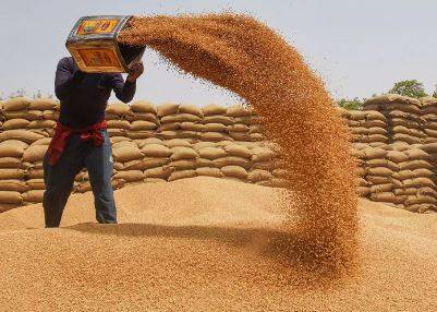 پنجاب حکومت کا سرکاری گندم کی ترسیل جاری رکھنے کا اعلان
