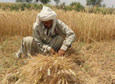 گندم کاشتکاروں کیلئے خصوصی پیکج کل جاری کیا جائے گا