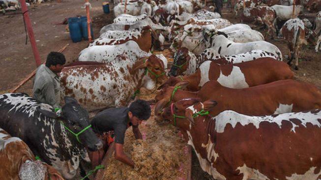 گرمی کی شدت بڑھی، خطرے کی گھنٹی بج گئی — NIH کی کانگو بخار اور سن سٹروک سے خبردار کرنے والی ایڈوائزری جاری