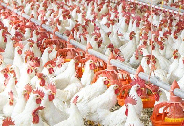 پاکستانی سائنسدانوں نے 200 انڈے دینے والی ’’یونی گولڈ‘‘ نسل کی مرغی تیار کر لی