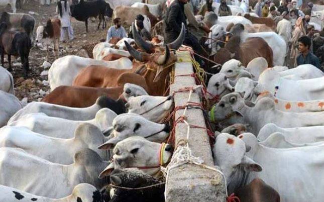 کراچی مویشی منڈی میں نیشنل بینک کا جدید قدم، اے ٹی ایم اور ڈیجیٹل ادائیگی کی سہولت فراہم