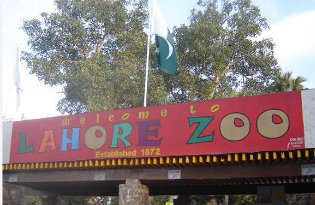 لاہور چڑیا گھر میں تفریحی سہولتوں پر 50 فیصد رعایت کا اطلاق