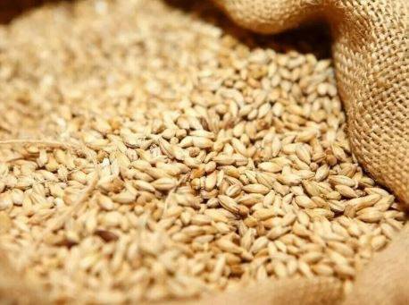 پنجاب میں فیڈ ملز پر گندم کے استعمال پر پابندی میں 30 دن کی توسیع