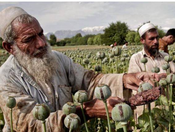 کاشت میں کمی کے باوجود افغانستان افیون پیدا کرنے والا عالمی مرکز
