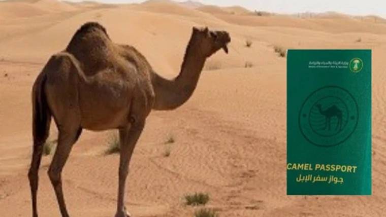 سعودی عرب میں اونٹوں کے لیے پاسپورٹ جاری کرنے کا منصوبہ