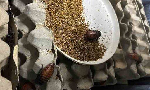آسٹریلیا میں غیر ملکی حشرات کی تاریخ کی سب سے بڑی کارروائی
