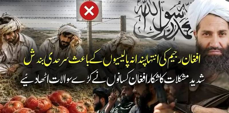 تجارتی راستے بند ہونے سے افغان کسان برباد، ٹماٹر کی قیمتیں زمین پر آ گئیں